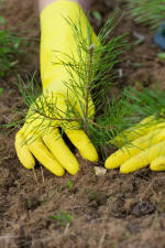 planting tree